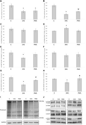 Effects of Plantar Mechanical Stimulation on Anabolic and Catabolic Signaling in Rat Postural Muscle Under Short-Term Simulated Gravitational Unloading